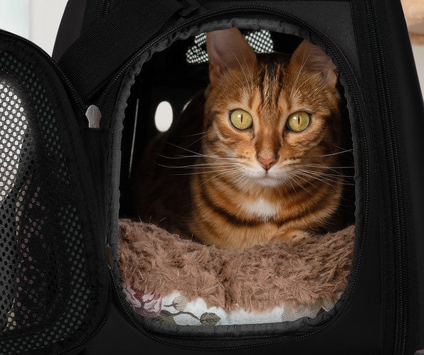 Hundetragetasche Katze Kaninchen Transporttasche EVA schwarz bis 6 kg 43x32x27cm