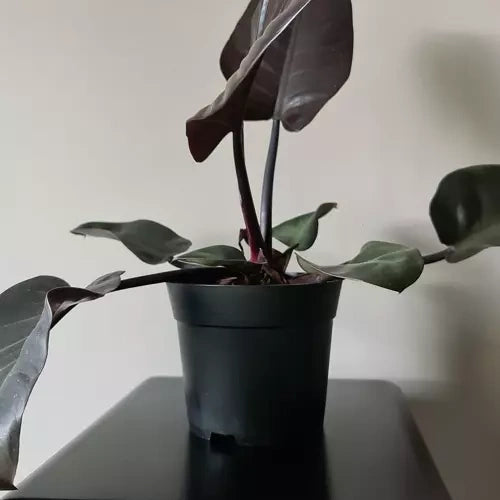 Produktionsblumentopf - Set mit 500 Stück