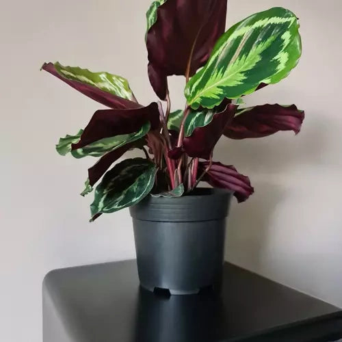 Produktionsblumentopf - Set mit 500 Stück