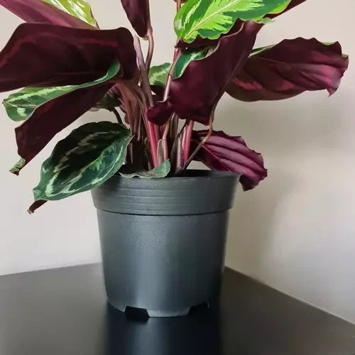 Produktionsblumentopf - Set mit 500 Stück