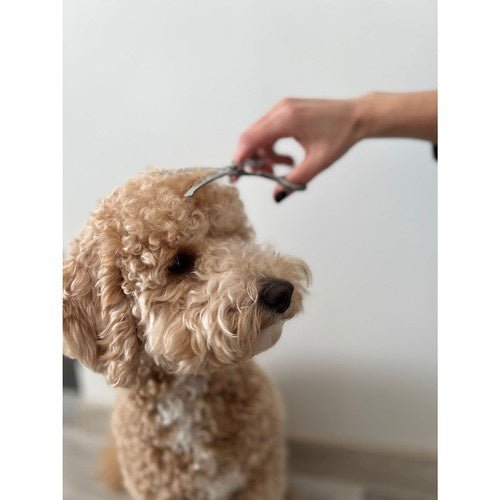 3 - teiliges Hundehaarschneideset für präzise Fellpflege - Easy2sell - Deluxe