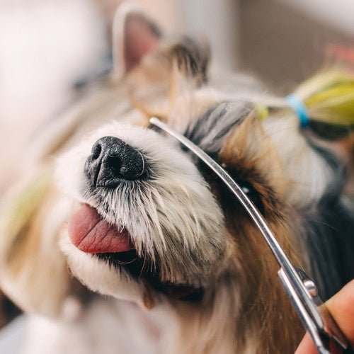 3 - teiliges Hundehaarschneideset für präzise Fellpflege - Easy2sell - Deluxe