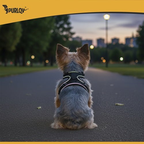Druckfreies Hundegeschirr und Katzengeschirr mit Leine, Reflektierend, S - Easy2sell - Deluxe