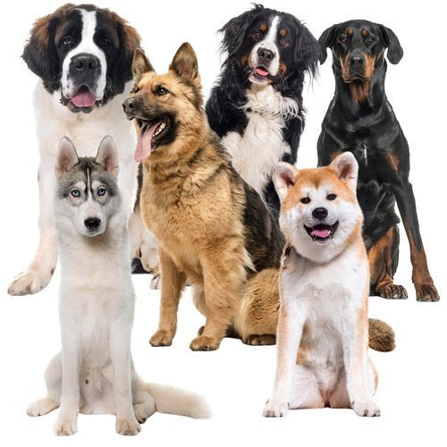 XXL Kühlmatte für Tiere - automatisches Kühlen - schwarz - Easy2sell - Deluxe