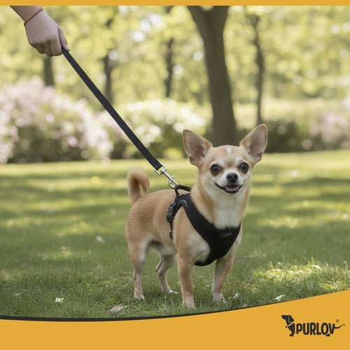 1 Stück druckfreies Geschirr für Hunde und Katzen, Komfort und Sicherheit - Easy2sell - Deluxe