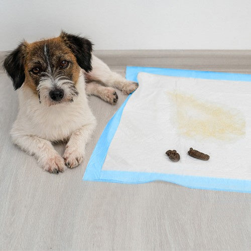 Hygieneeinlagen für Hunde Trainingsunterlagen 60x60 cm 100 Stück 30 Kotbeutel
