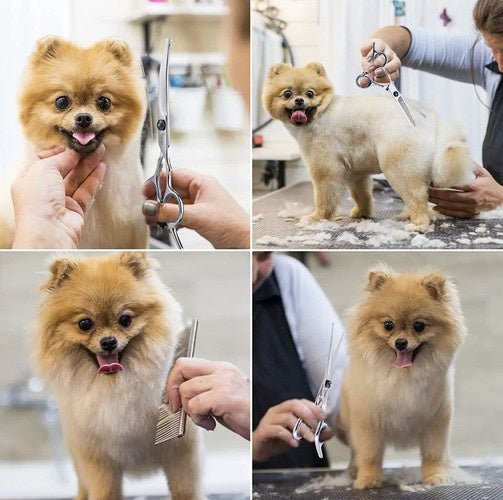 3 - teiliges Hundehaarschneideset für präzise Fellpflege - Easy2sell - Deluxe