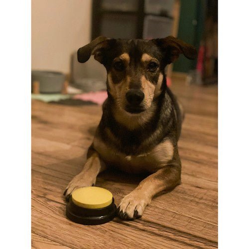 4 Sprechtasten für Hundekommunikation – einfache Bedienung - Easy2sell - Deluxe
