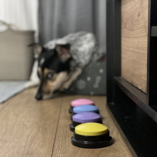 4 Sprechtasten für Hundekommunikation – einfache Bedienung - Easy2sell - Deluxe