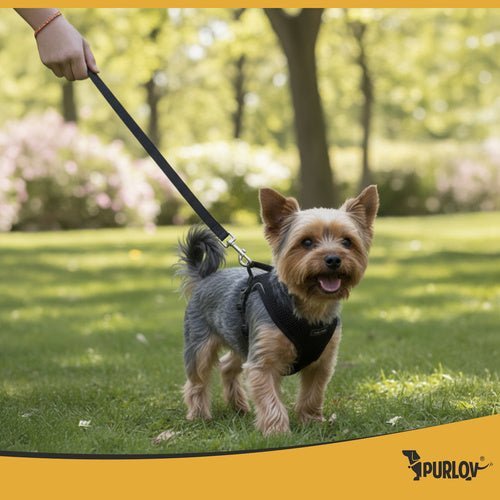 Druckfreies Hundegeschirr und Katzengeschirr mit Leine, Reflektierend, S - Easy2sell - Deluxe