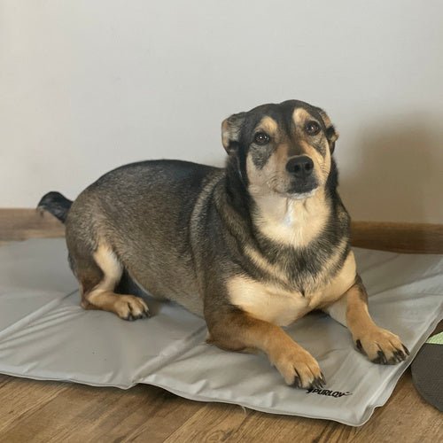 Kühlmatte für Tiere – faltbar, angenehm kühl, grau - Easy2sell - Deluxe